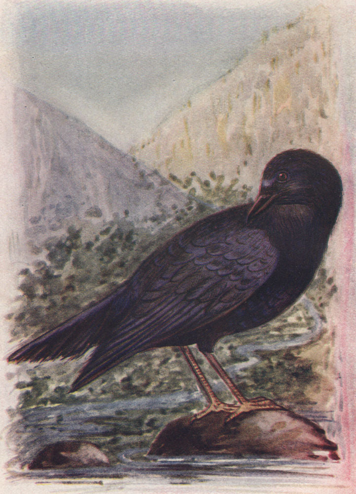 INDIAN BIRDS. The Malabar Whistling Thrush 1943 old vintage print picture
